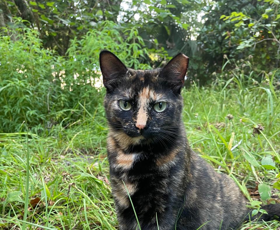 Ear-tipped tortoiseshell cat outside in grass