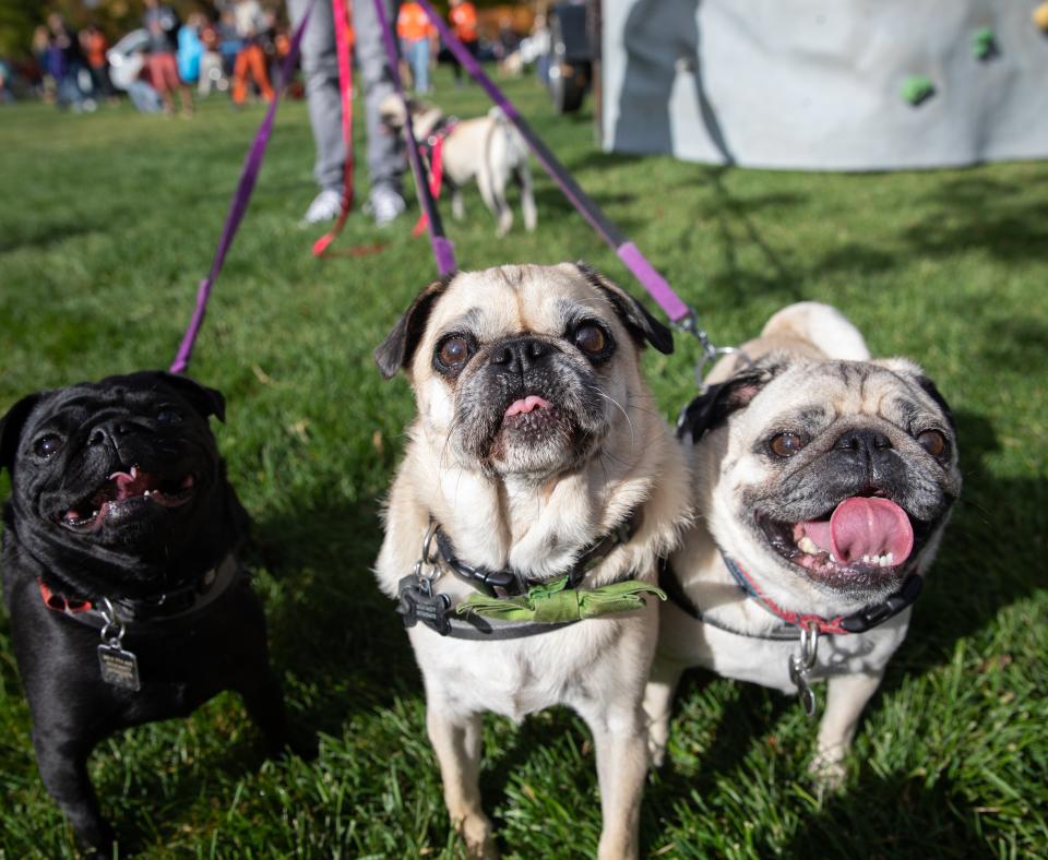 pugs in the park