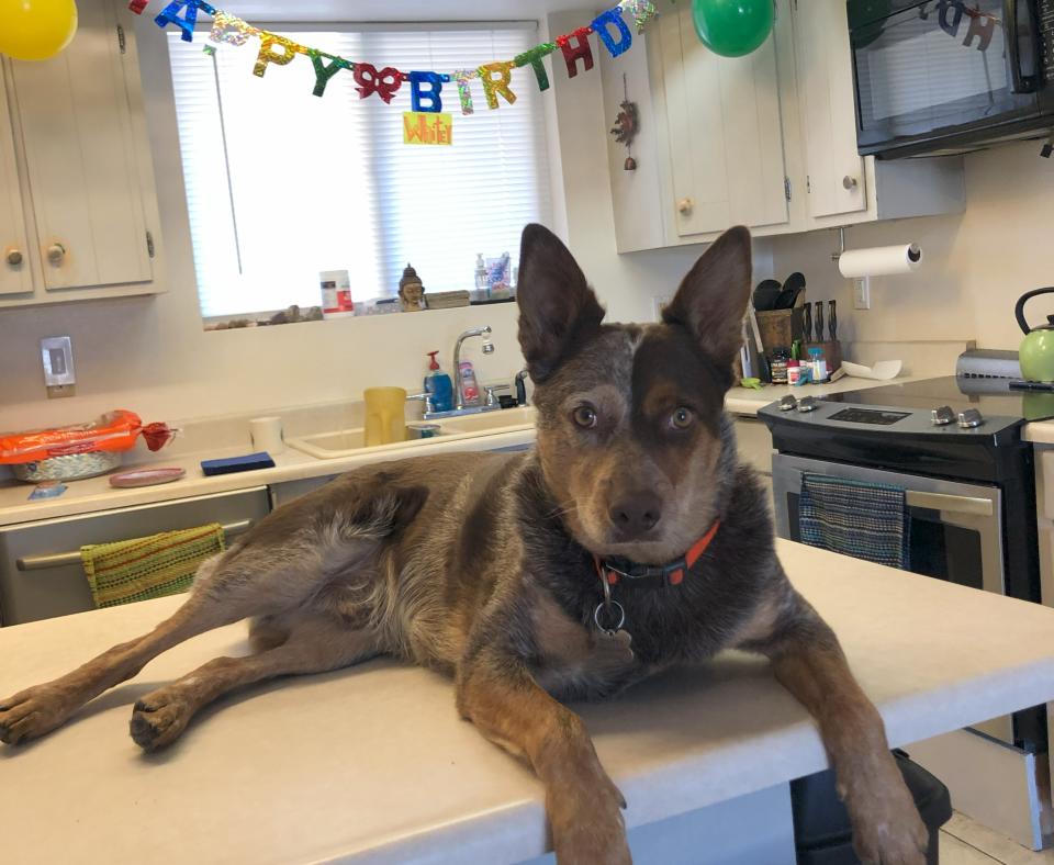 Whitey the dog lying on a table with a birthday banner and balloons behind him