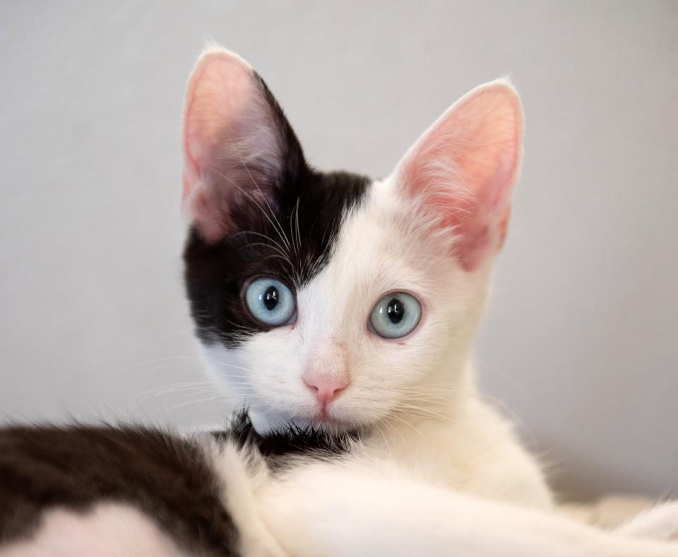 Black and white kitten with blue eyes