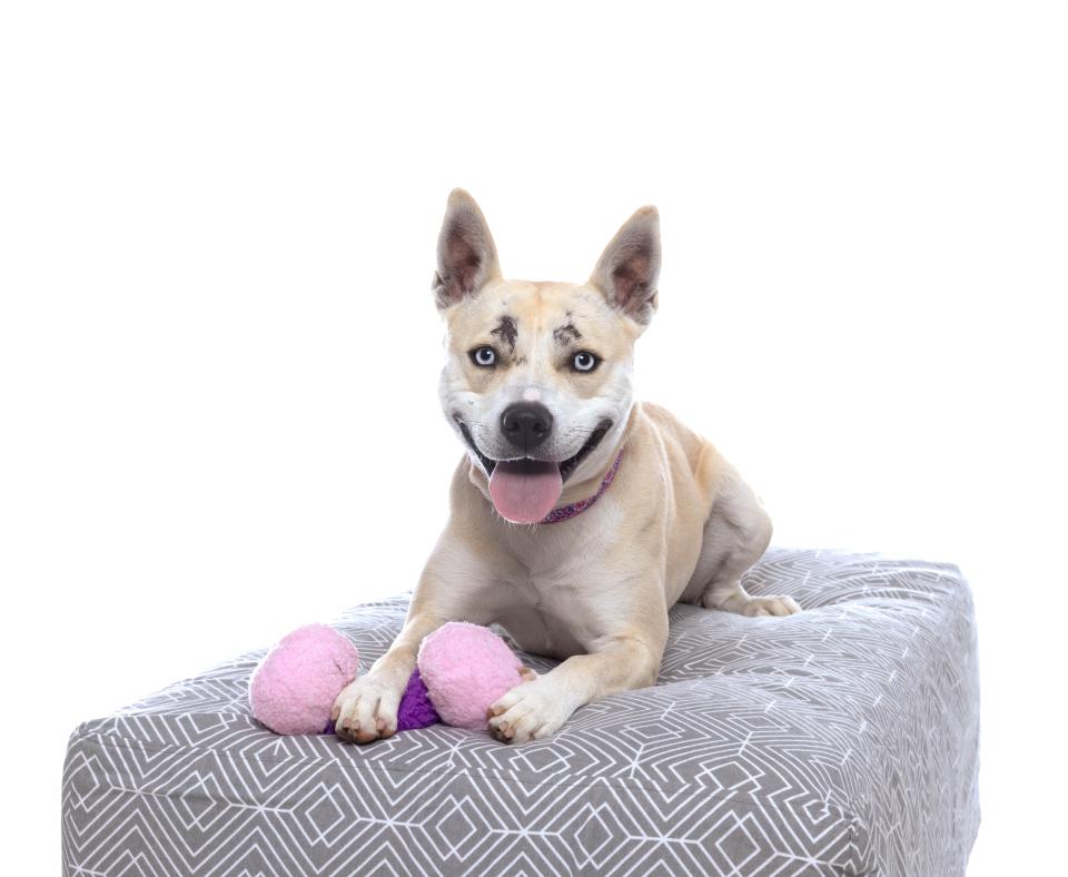 Bonny the dog lying on a gray pillow with a plush toy under one paw