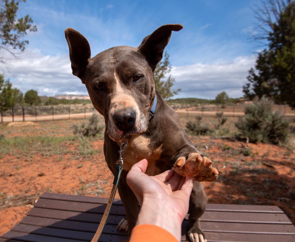 Seated dog holding its paw out to a person at Best Friends Animal Sanctuary