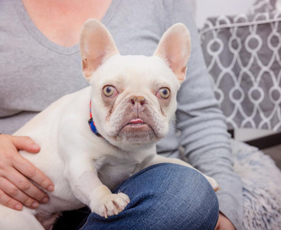 Kristopher the French bulldog on a person's lap