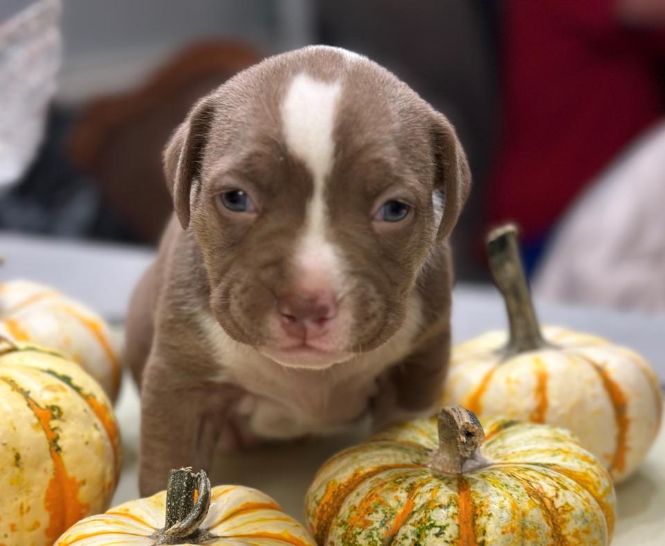 Brown and white puppy by some gourds
