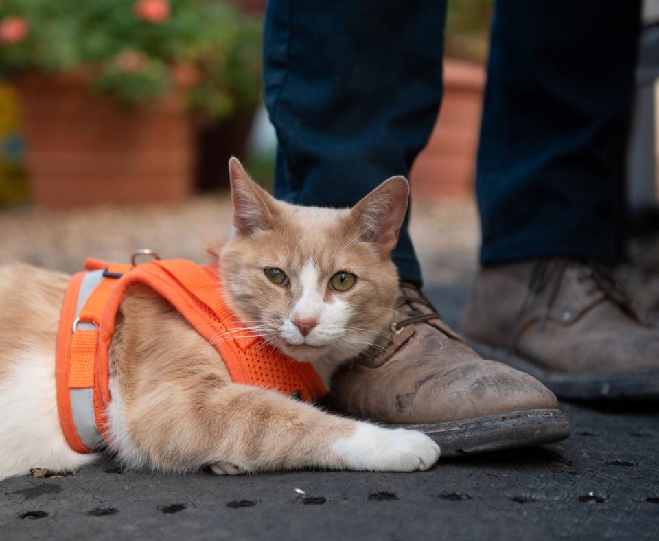 Pumpkin the cat wearing an orange harness and lying next to a person's feet