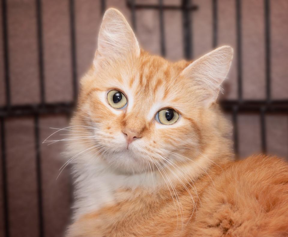 Medium hair orange cat in wire kennel