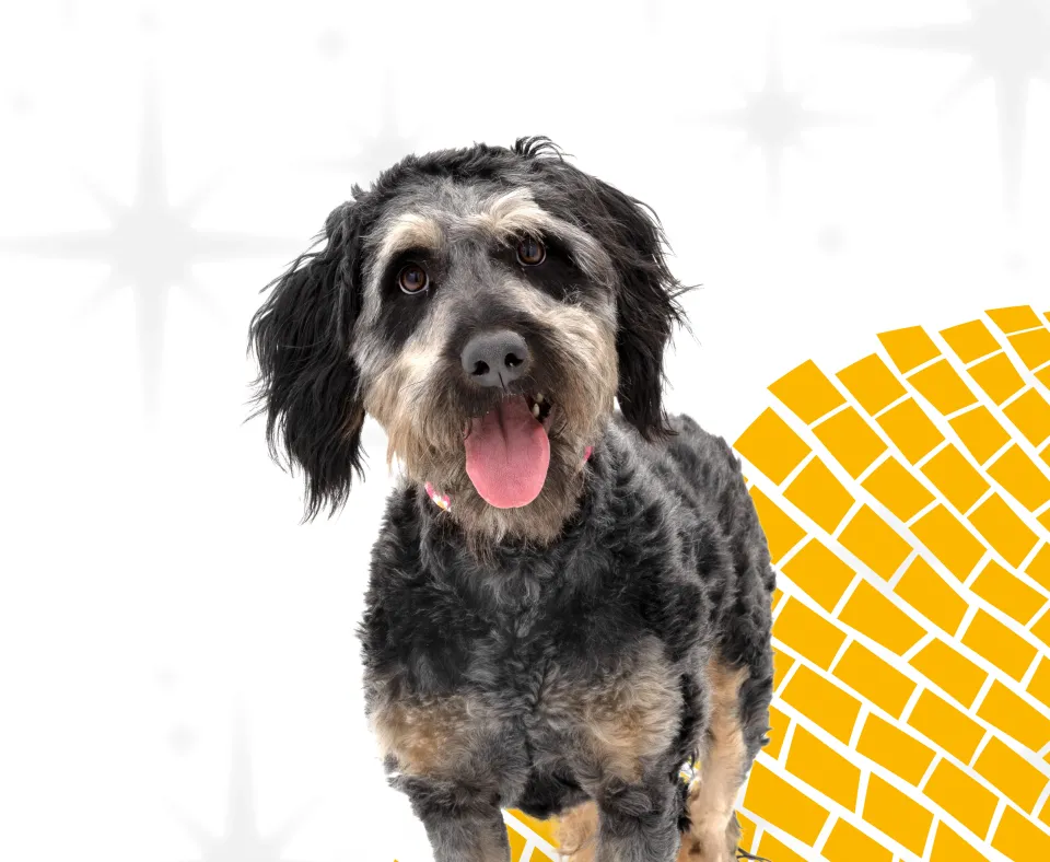 Scruffy dog on yellow brick road graphic