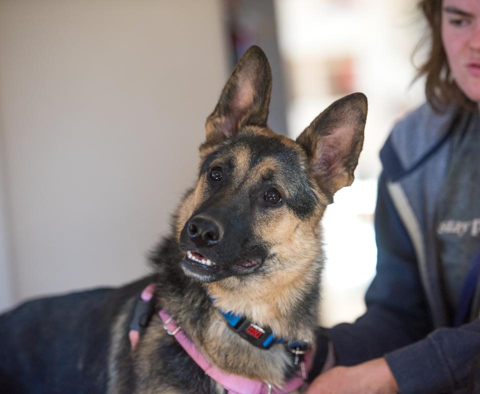 Kona the dog with head tilted next to a person