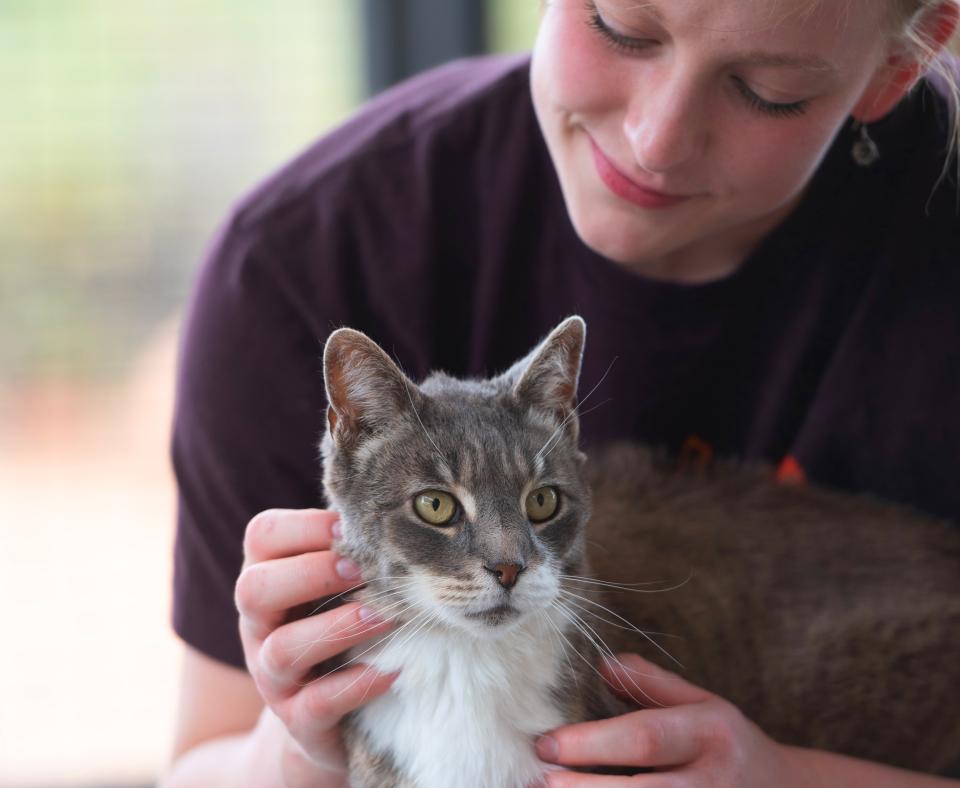 Person kneeling down to pet a cat