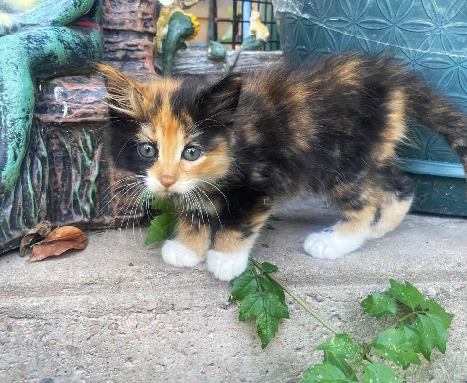 Tiny kitten outside on cement steps