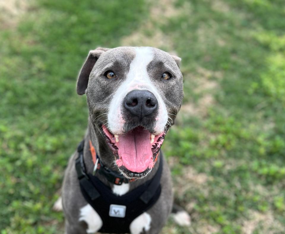 Hester the dog outside on grass