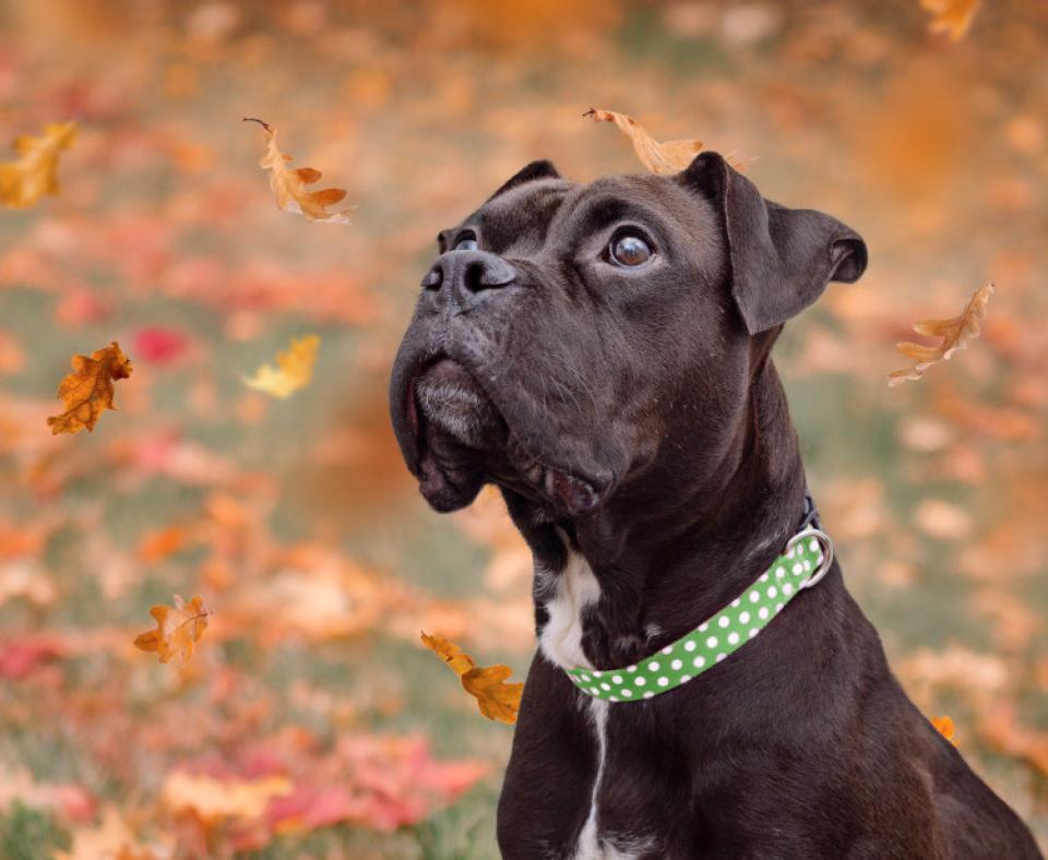 Black and white boxer wearing a collar, outside by some fallen autumn leaves