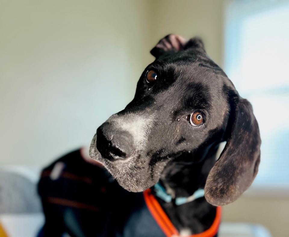 Huckleberry the dog with one ear flipped over