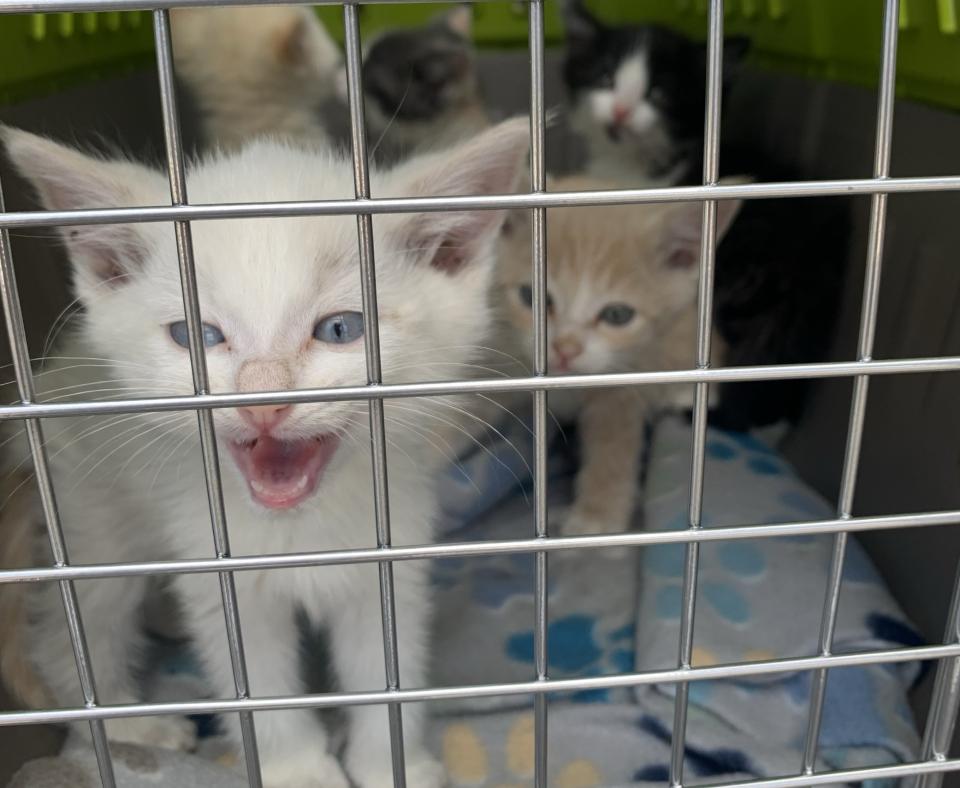 Kittens in a transport carrier