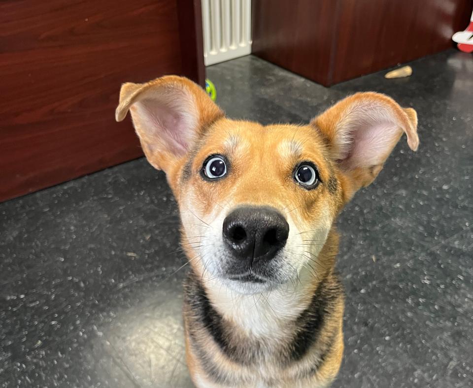 Shepherd-type dog with blue eyes and big ears