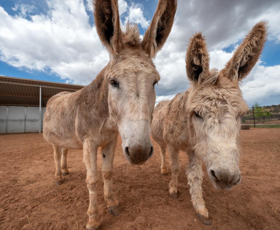 Jack and Rubia the donkeys, standing next to each other