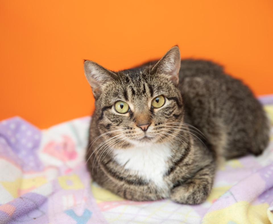 Brown tabby lying on a blanket with an orange background