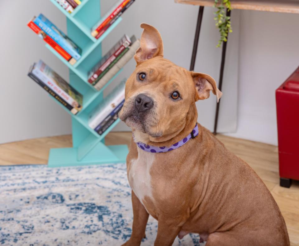 Brown and white dog in a home environment