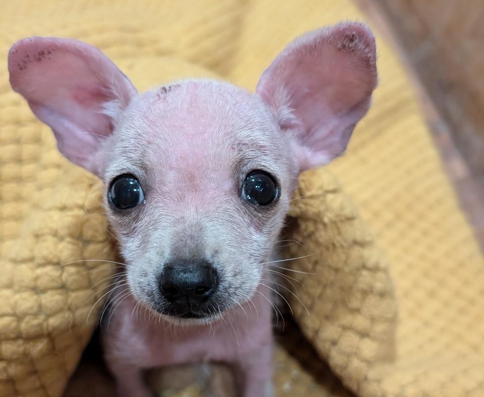 King Julian the dog as a puppy under a yellow blanket