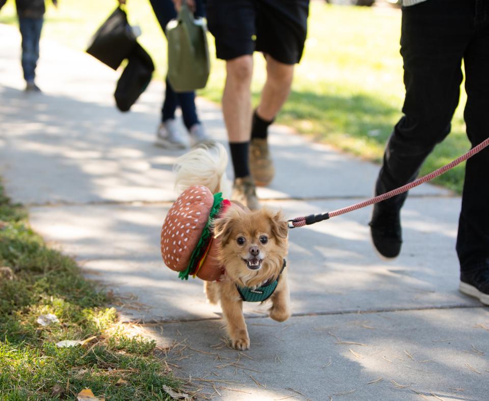 A dog on a leash who is dressed as a hamburger