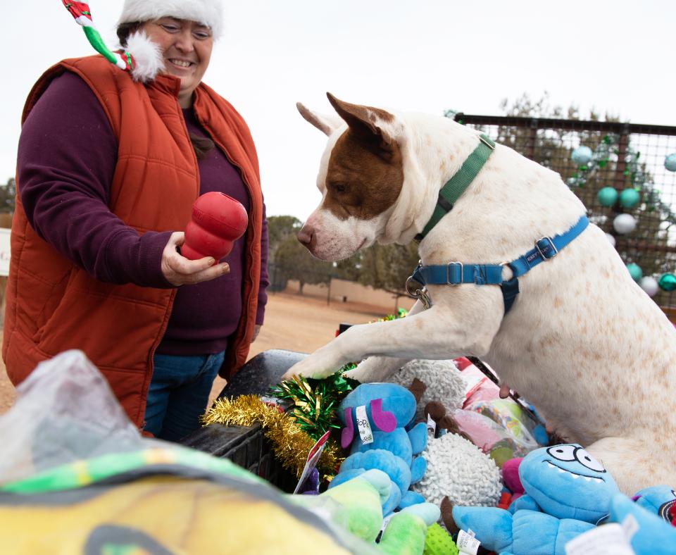 Person giving a toy to a doy