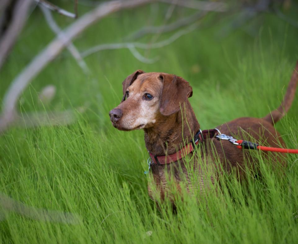 Leashed dachshund in green grass