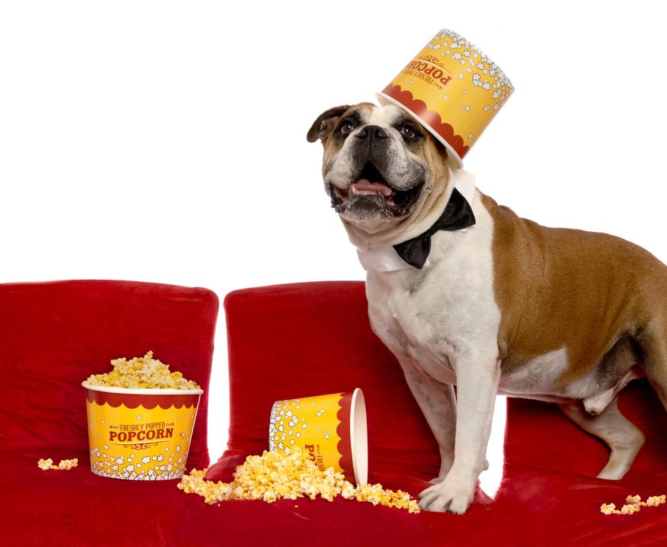 Dog and movie popcorn