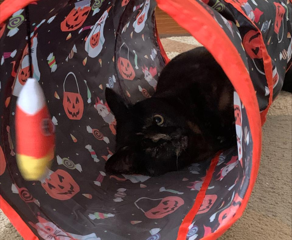 Indie the kitten lying in a Halloween-themed cat tunner