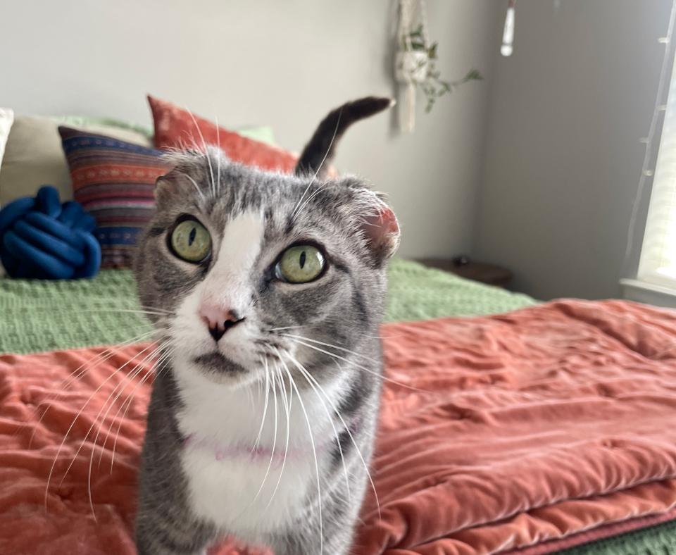 Sweet Pea the cat on a bed in her foster home