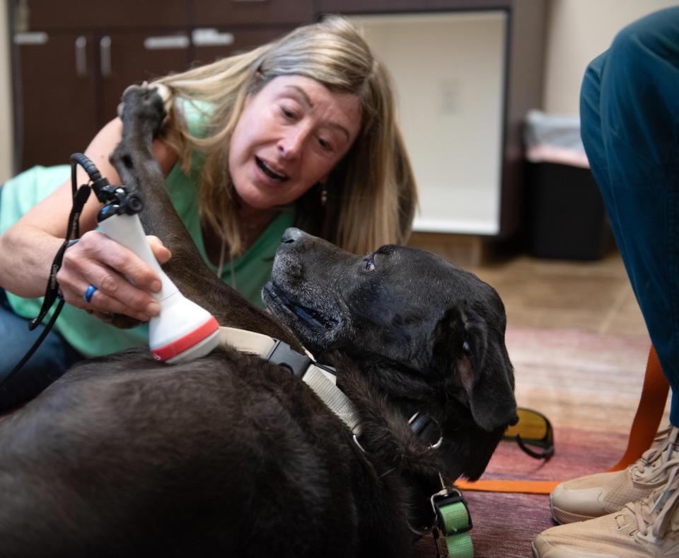 Swing the dog receiving his pretend laser treatment