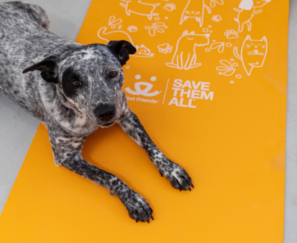 A black and white dog on an orange Best Friends yoga mat