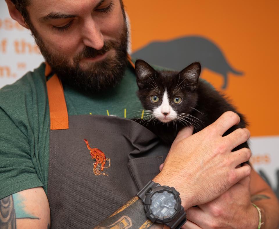 Person holding a tiny kitten close to them