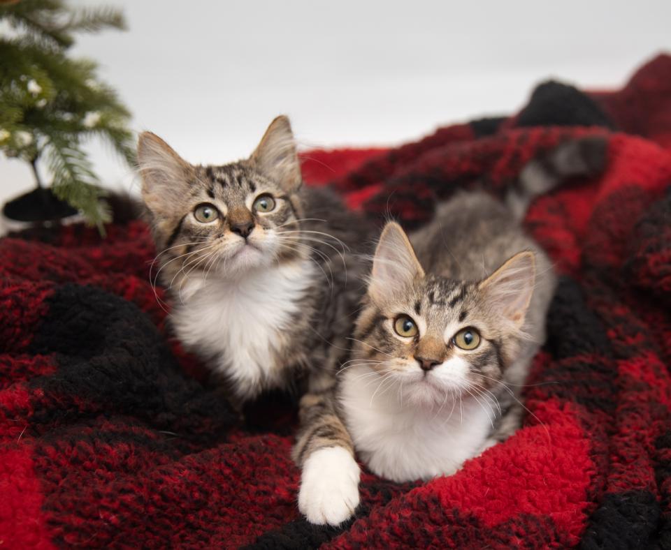 Two tabby and white kittens lying on a red and black blanket