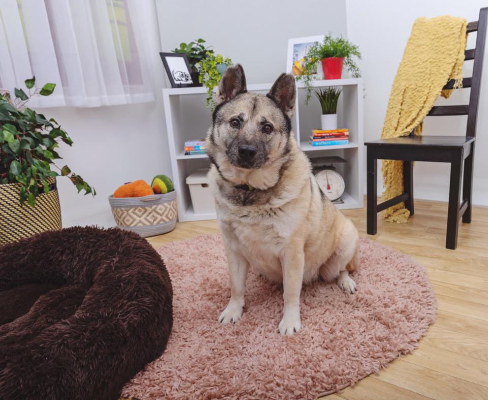 Shepherd type dog in a home environment