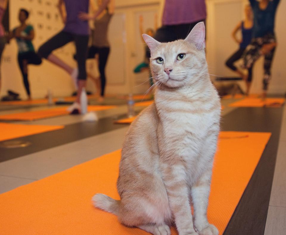 Yoga cat