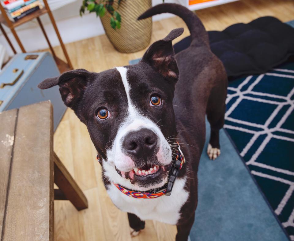 Black and white dog in a home environment