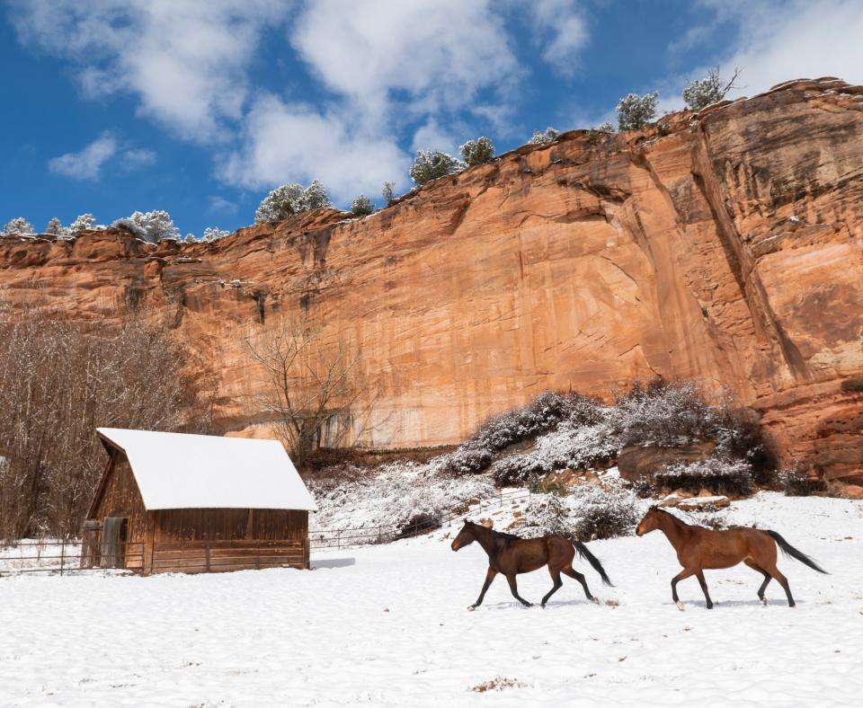 Two horses running in a snowy pasture in southern Utah in front of red rocks