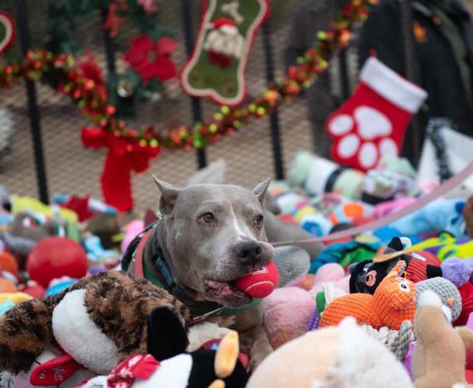 Gray dog with a toy ball in her mouth in a huge pile of toys for Christmas