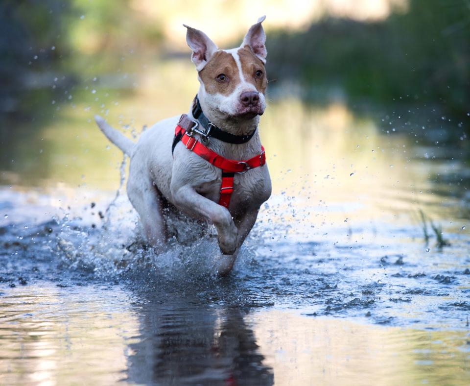 Taquito the dog running in water