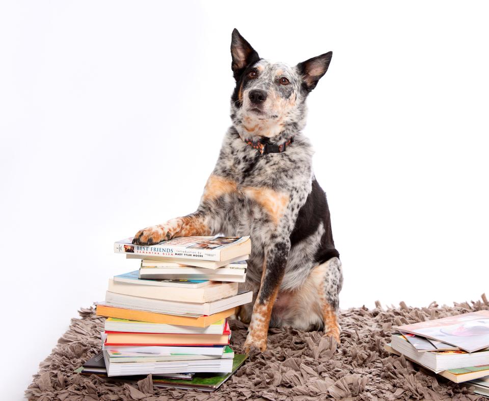 A black and white dog sits beside a stack of books