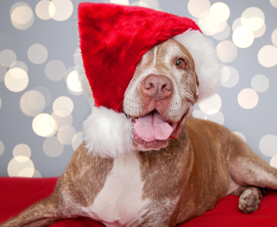 a brown and white dog in a red Santa hat smiles at the camera