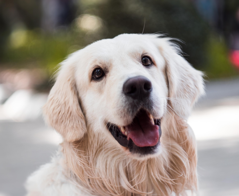 A smiling golden retriever