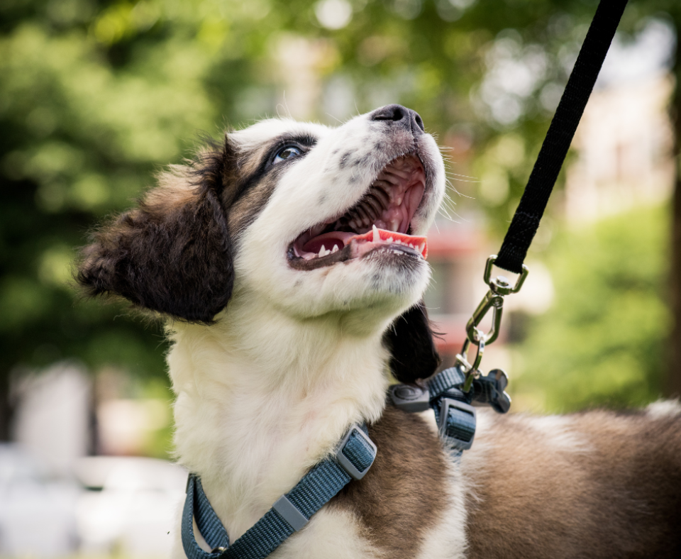 a cute puppy on a leash