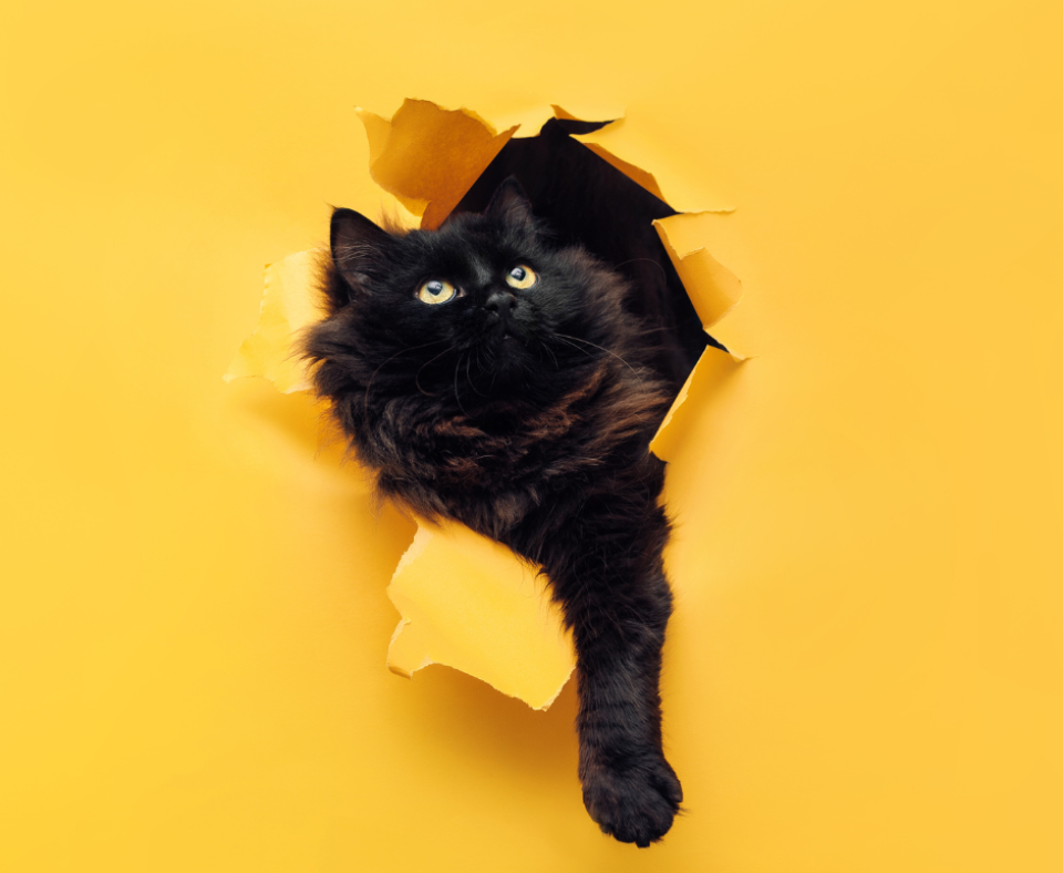 A black cat pokes through a sheet of yellow paper