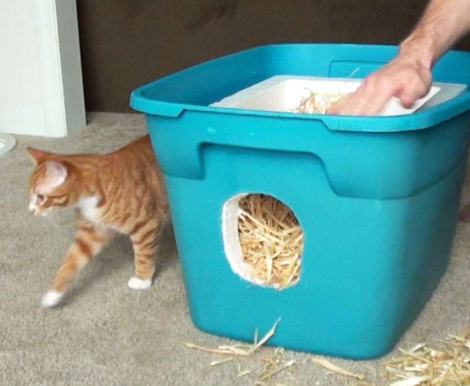 A cat with an outdoor shelter crafted from a plastic bin