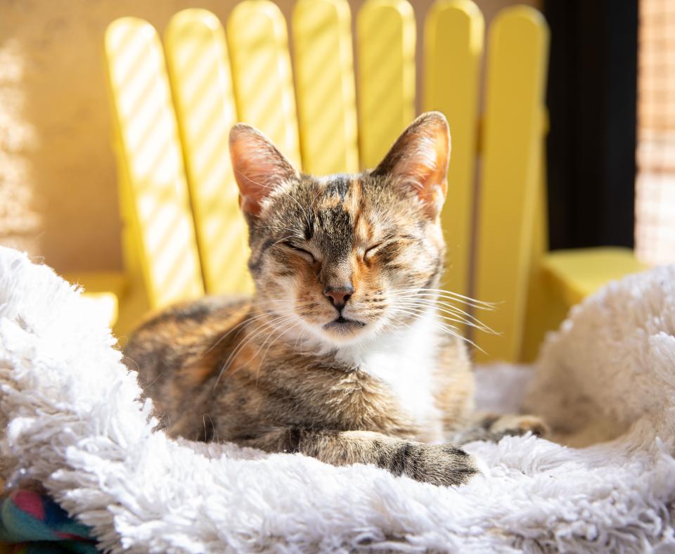 Promoting Animal Welfare Pet Adoption Best Friends Animal Society