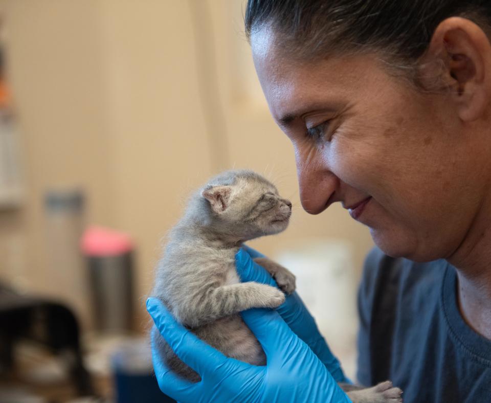 Smiling caregiver holding one of the neonatal dragon kittens in gloved hands