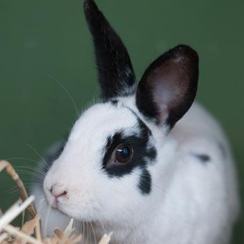 The face of Amber the black and white English Spotted rabbit