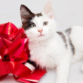 White and black kitten next to a red bow