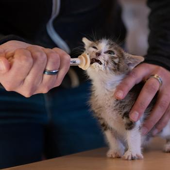 Kitten being fed with a syringe by a person